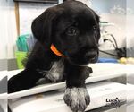Small #1 Labrador Retriever Mix