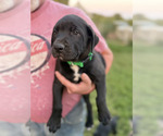 Puppy IVY Cane Corso-Doberman Pinscher Mix