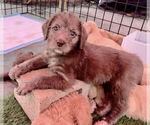 Small Photo #3 Goldendoodle Puppy For Sale in PASADENA, CA, USA