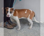 Small #2 American Staffordshire Terrier-Boxer Mix