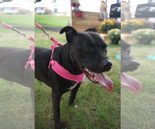 Medium Photo #6 American Pit Bull Terrier-Unknown Mix Puppy For Sale in Germantown, OH, USA