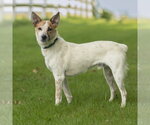 Small #11 Mutt