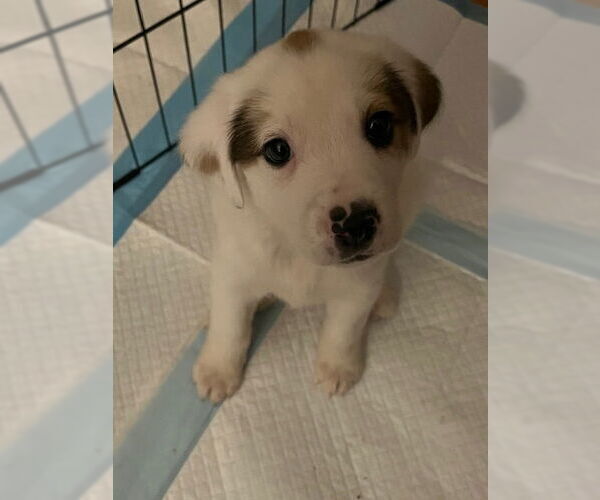 Medium Photo #4 Beagle-Great Pyrenees Mix Puppy For Sale in Plainfield, IL, USA