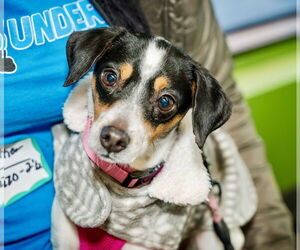 Mutt Dogs for adoption in St. Louis Park, MN, USA