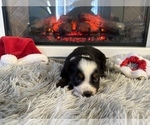 Small Photo #48 Miniature Australian Shepherd Puppy For Sale in QUINCY, CA, USA