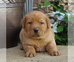 Small Photo #1 Labrador Retriever Puppy For Sale in BIRD IN HAND, PA, USA
