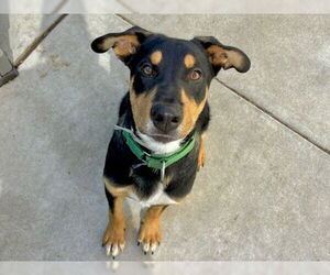 German Shepherd Dog-Unknown Mix Dogs for adoption in Martinez, CA, USA