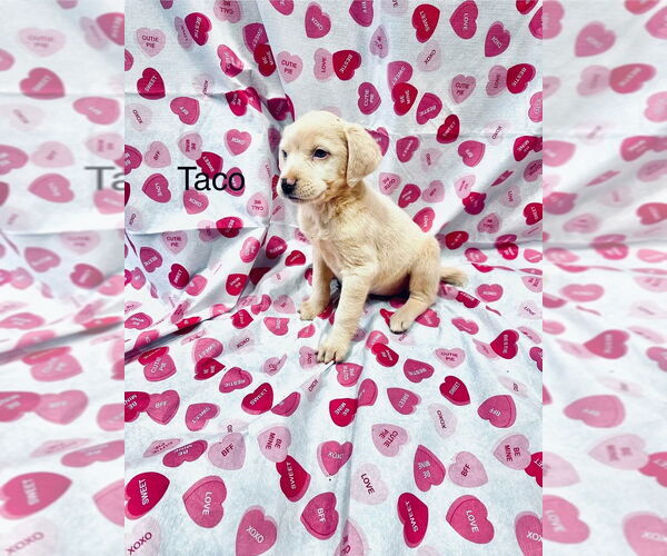 Medium Photo #2 Mutt Puppy For Sale in Mooresville, NC, USA