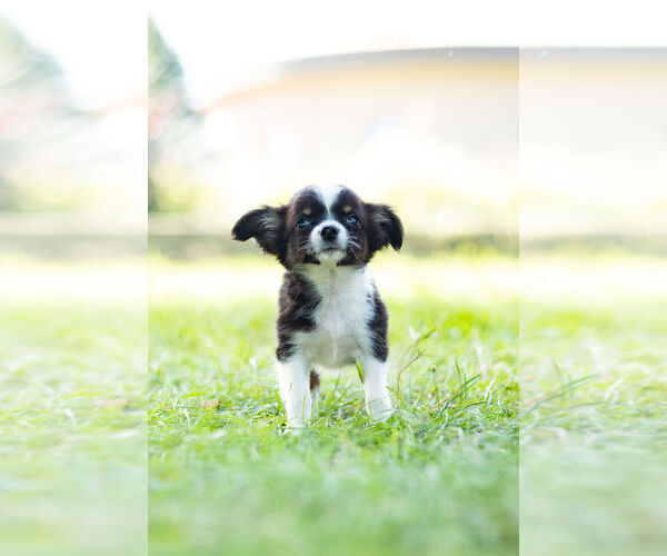 Medium Photo #6 Chihuahua Puppy For Sale in WARSAW, IN, USA