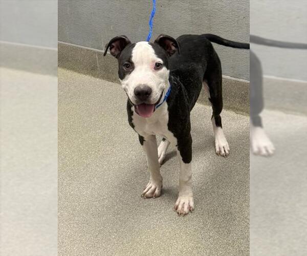 Medium Photo #1 American Pit Bull Terrier-Unknown Mix Puppy For Sale in Las Vegas, NV, USA