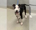 Small American Pit Bull Terrier Mix