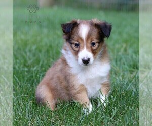 Shetland Sheepdog Puppy for sale in MANHEIM, PA, USA