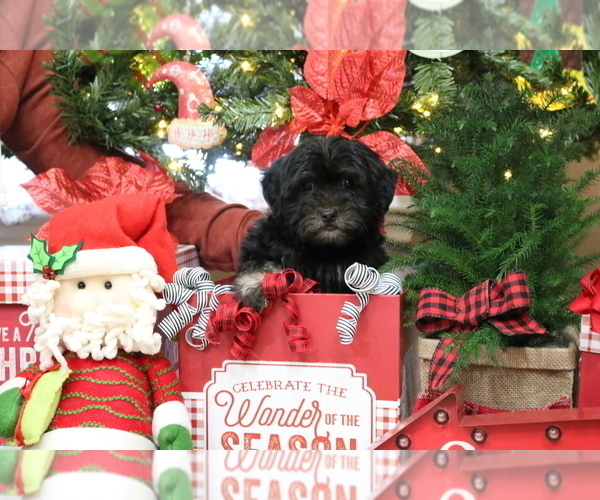Medium Photo #5 Havanese Puppy For Sale in DODD CITY, TX, USA
