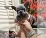 Small #24 French Bulldog
