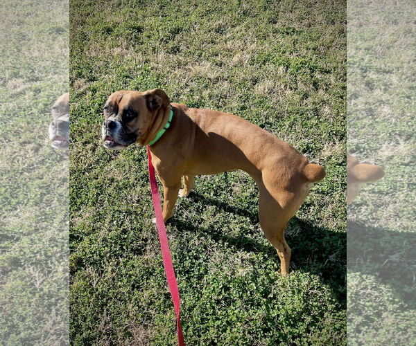 Medium Photo #6 Boxer Puppy For Sale in Dumont, NJ, USA