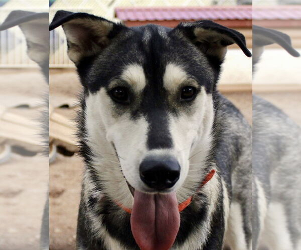 Medium Photo #6 Siberian Husky-Unknown Mix Puppy For Sale in Cedar Crest, NM, USA