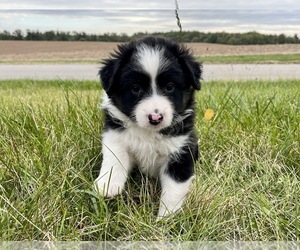 Border Collie-Miniature Australian Shepherd Mix Puppy for sale in SILVER LAKE, IN, USA