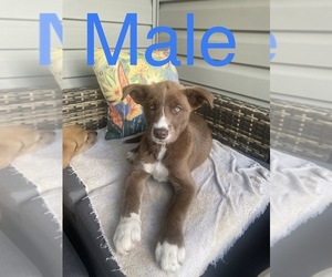 Alaskan Husky-Great Dane Mix Puppy for sale in DRYDEN, MI, USA
