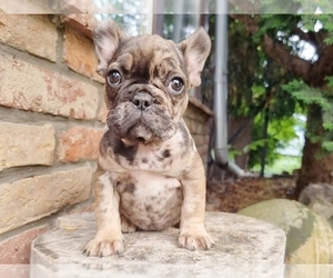 French Bulldog Puppy for sale in BOSTON, MA, USA