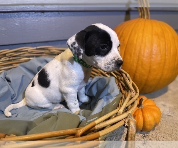 Medium Photo #19 Mutt Puppy For Sale in GRIFFIN, GA, USA