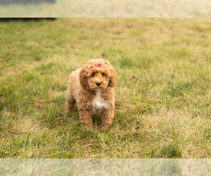 Poodle (Miniature) Puppy for sale in SHIPSHEWANA, IN, USA