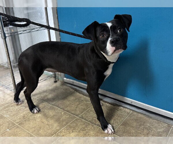 Medium Photo #1 American Staffordshire Terrier-Unknown Mix Puppy For Sale in Raleigh, NC, USA