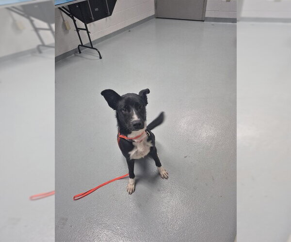 Medium Photo #1 Border Collie-Unknown Mix Puppy For Sale in St. Cloud, FL, USA