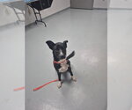 DAPHNE - Female Border Collie-Unknown Mix Dog for Adoption - Small photo