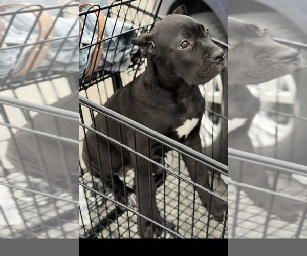 Medium Photo #10 Cane Corso Puppy For Sale in ANDERSON, IN, USA