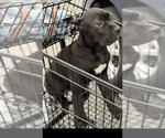 Small Photo #10 Cane Corso Puppy For Sale in ANDERSON, IN, USA