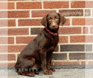Labrador Retriever Puppy for sale in NEW HOLLAND, PA, USA