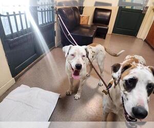 Great Dane-Unknown Mix Dogs for adoption in Pasadena, CA, USA