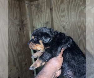 Rottweiler Puppy for Sale in RICHLAND, Georgia USA