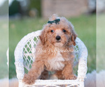 Small #10 Maltipoo (Toy)