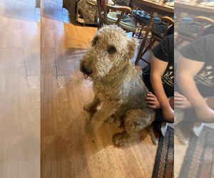 Mother of the Airedale Terrier puppies born on 05/17/2025
