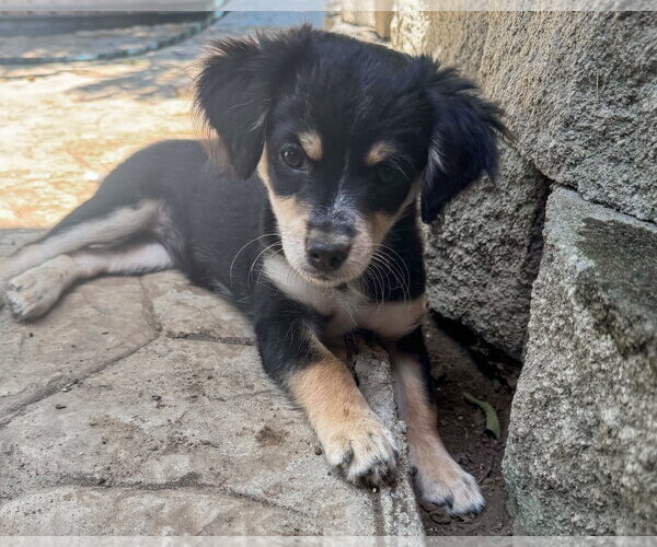 Medium Photo #8 Chihuahua-Colonial Cocker Spaniel Mix Puppy For Sale in Corona, CA, USA