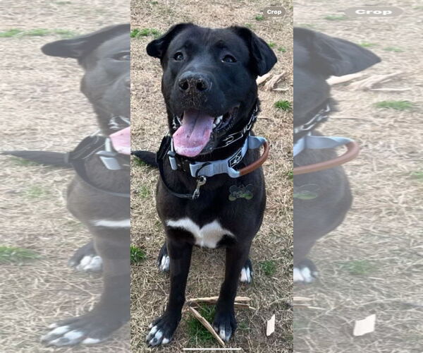 Medium Photo #1 Labrador Retriever-Unknown Mix Puppy For Sale in Atlanta, GA, USA