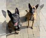 Small Photo #4 Belgian Malinois Puppy For Sale in PEYTON, CO, USA