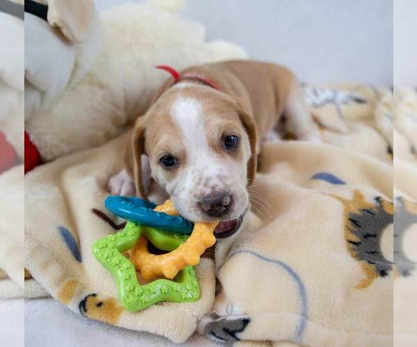 Medium Photo #2 Mutt Puppy For Sale in Kennesaw, GA, USA