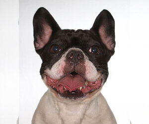 French Bull Weiner Dogs for adoption in Oakland Park, FL, USA