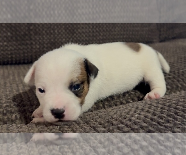 Medium Photo #10 Jack Russell Terrier Puppy For Sale in ALTOONA, FL, USA