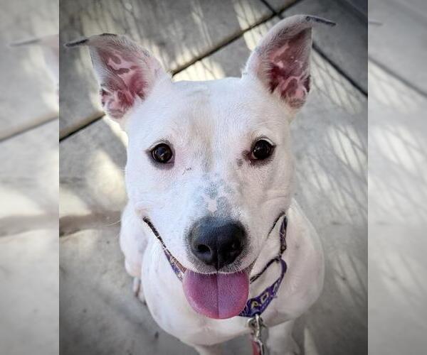 Medium Photo #2 Dalmatian-Unknown Mix Puppy For Sale in Lodi, CA, USA