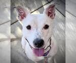 Small #1 Dalmatian Mix