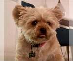 Small #20 Bichon Frise Mix