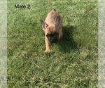 Small Photo #13 French Bulldog Puppy For Sale in FRASER, MI, USA