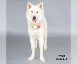 German Shepherd Dog-Unknown Mix Dogs for adoption in Conroe, TX, USA