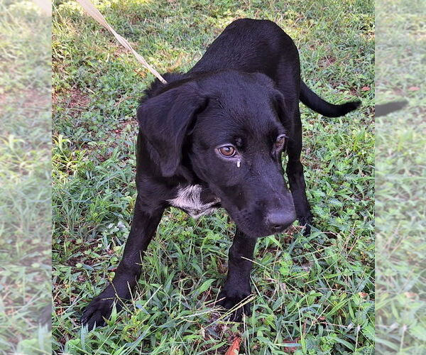 Medium Photo #1 Labrador Retriever-Unknown Mix Puppy For Sale in Wetumpka, AL, USA