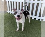 *PAULY - Male Mutt Dog for Adoption - Small photo