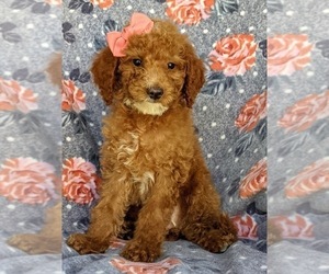 Poodle (Miniature) Puppy for sale in KIRKWOOD, PA, USA