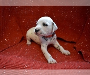 Dalmatian Puppy for sale in HUNTINGTON, AR, USA